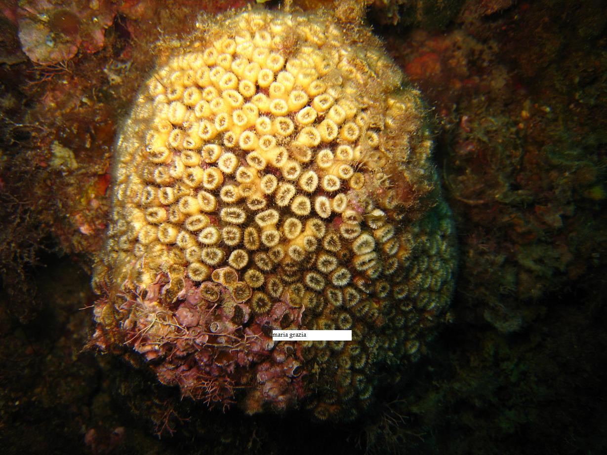 Moria di Cladocora cespitosa